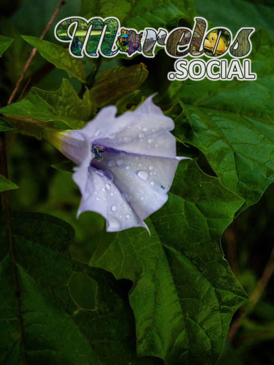 Datura stramonium - Flor silvestre de toloatzin o toloache vista en el Cerro de la Luz de Tepoztlan